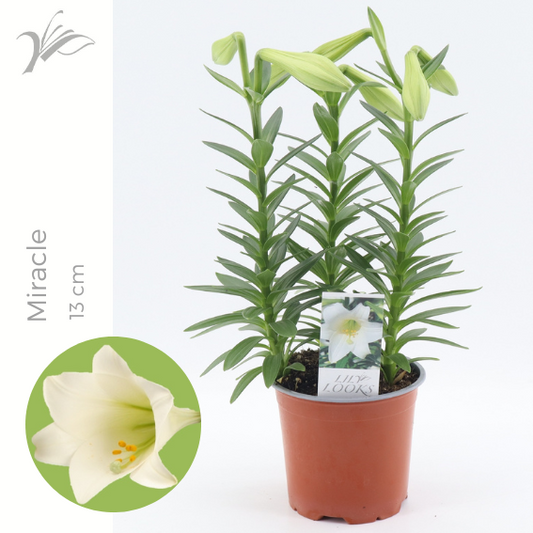 Lilium longiflorum Miracle 40cm 13cm Pot