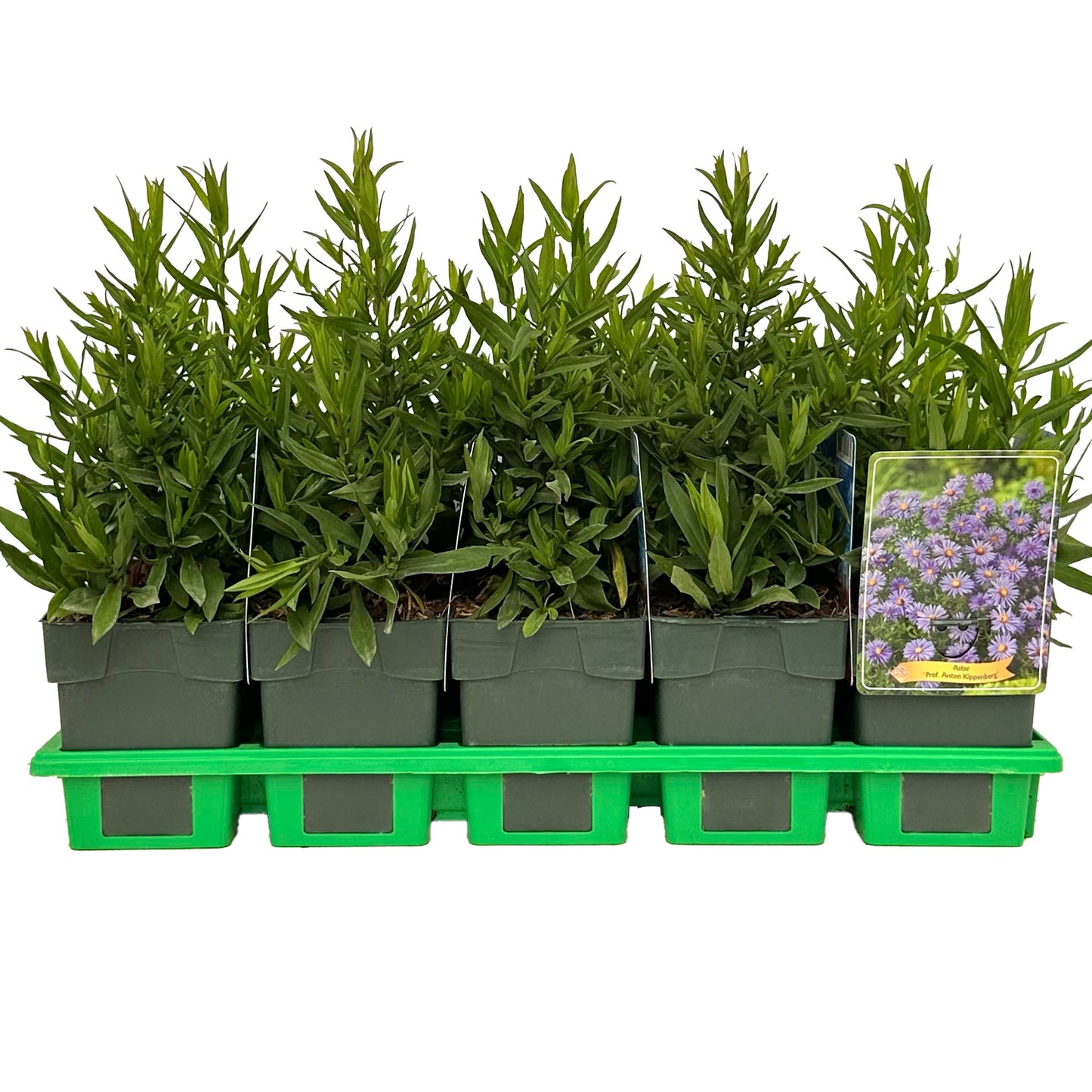 Aster dum. Prof. Anton Kippenberg 25cm 11cm Pot