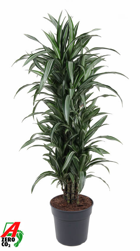 Dracaena frag. Ulises branched 150cm 31cm Pot