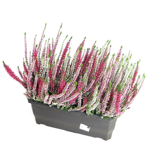 Calluna Beauty Ladies mix 30cm 40cm Pot