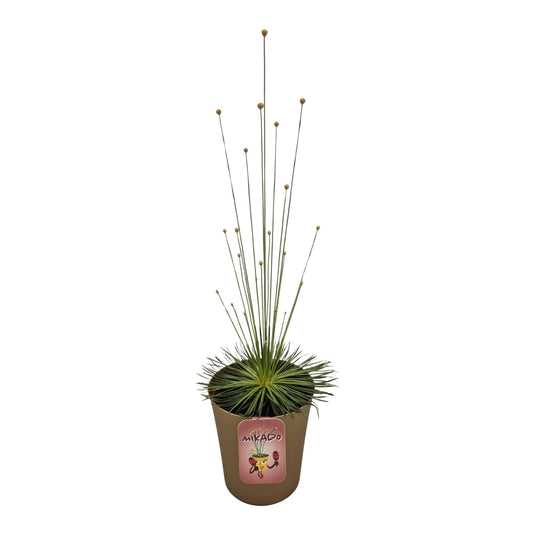 Syngonanthus Mikado 30cm 9cm Pot