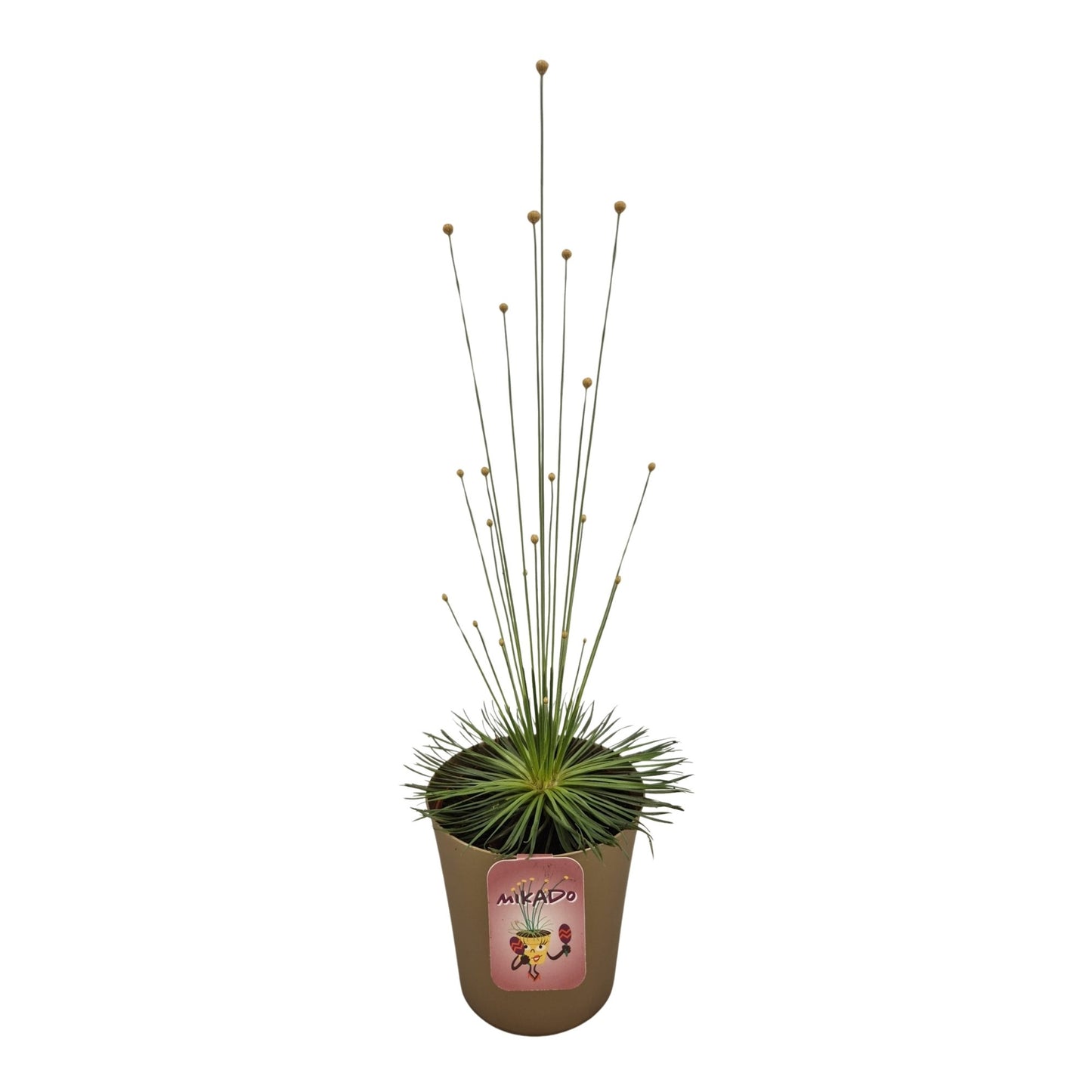 Syngonanthus Mikado 30cm 9cm Pot