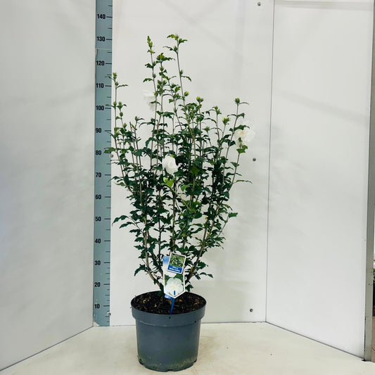 Hibiscus syriacus White Chiffon 110cm 29cm Pot