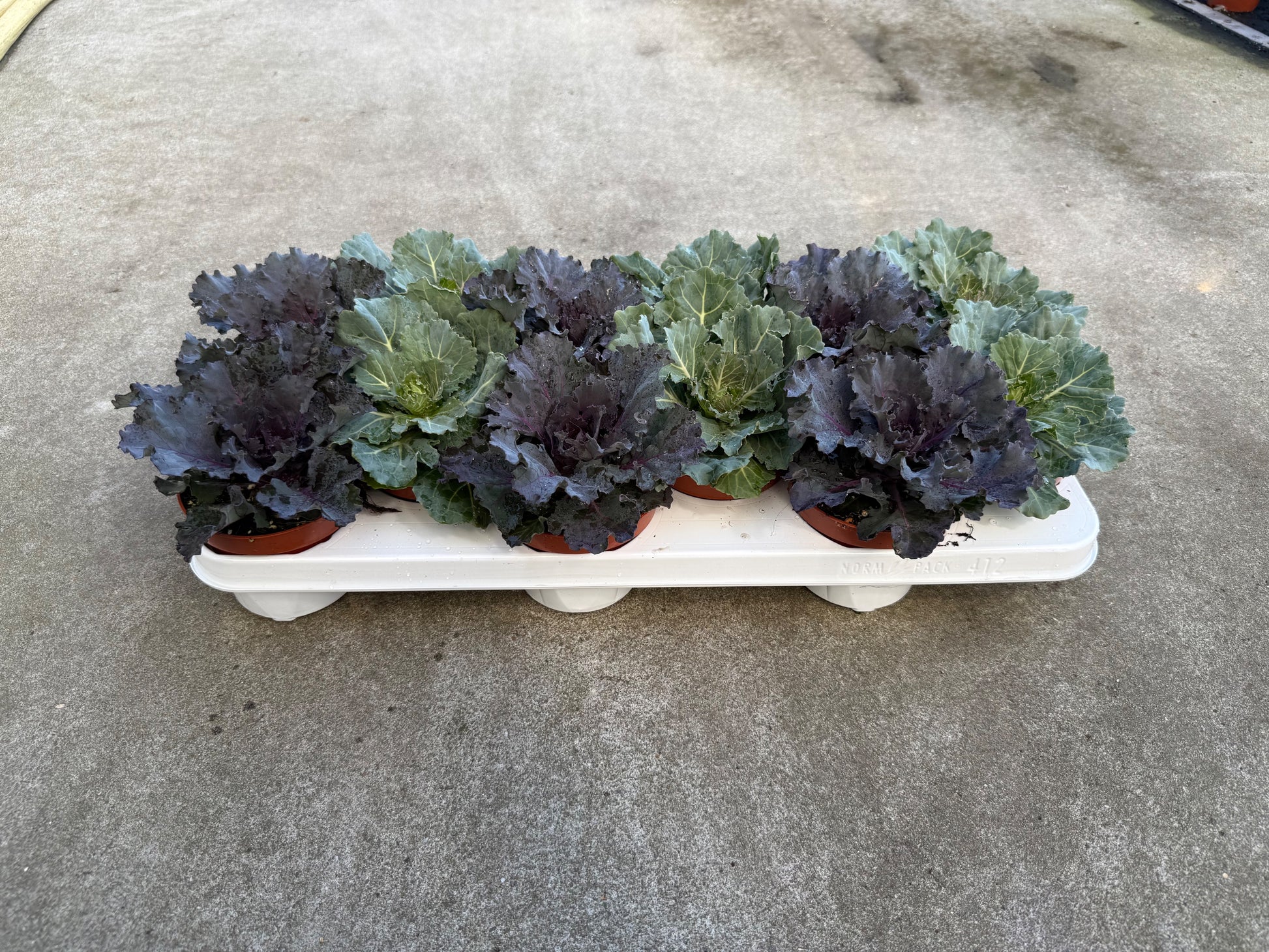 Brassica Glad 15cm 510cm Pot