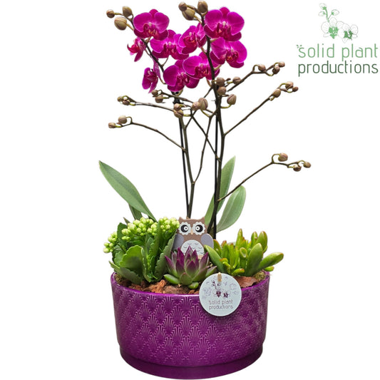 PE004 Stella Purple Echeveria 45cm 22cm Pot