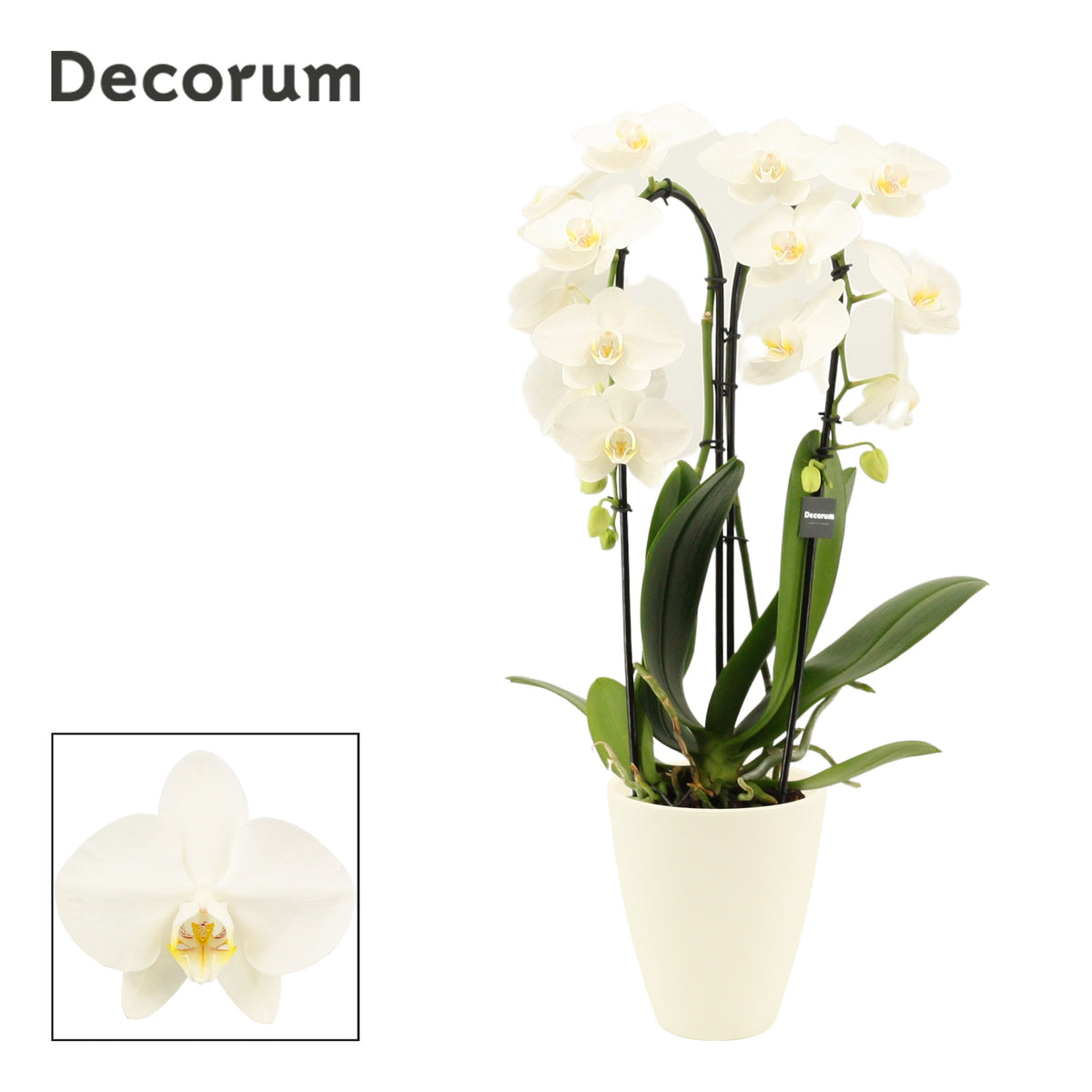 Phalaenopsis white 55cm 12cm Pot