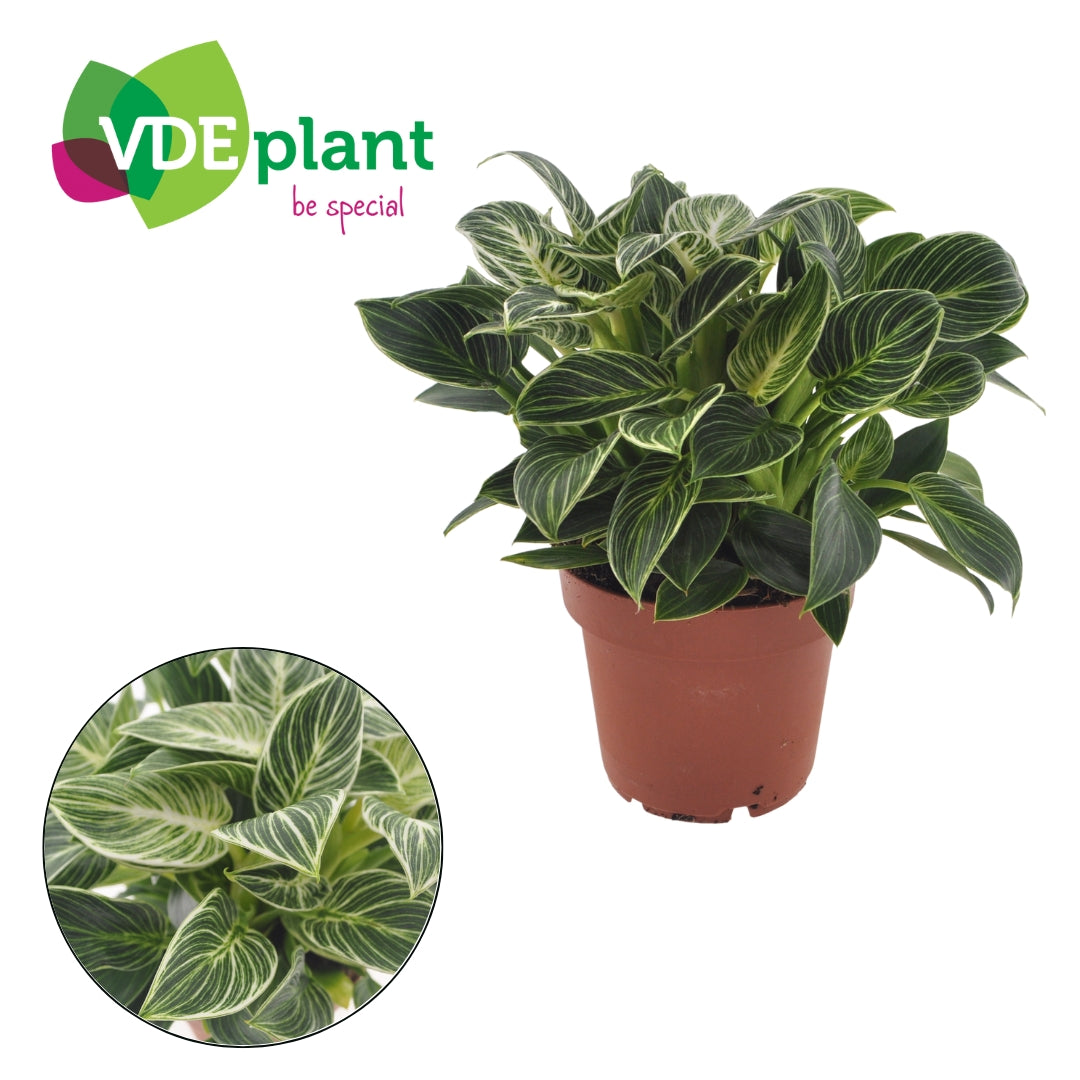 Philodendron scandens 22cm 12cm Pot