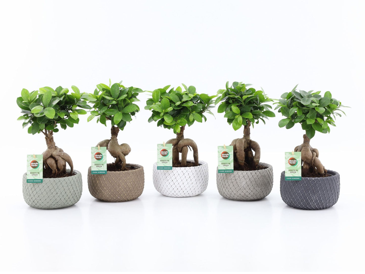 Ficus Ginseng 30cm 16cm Pot