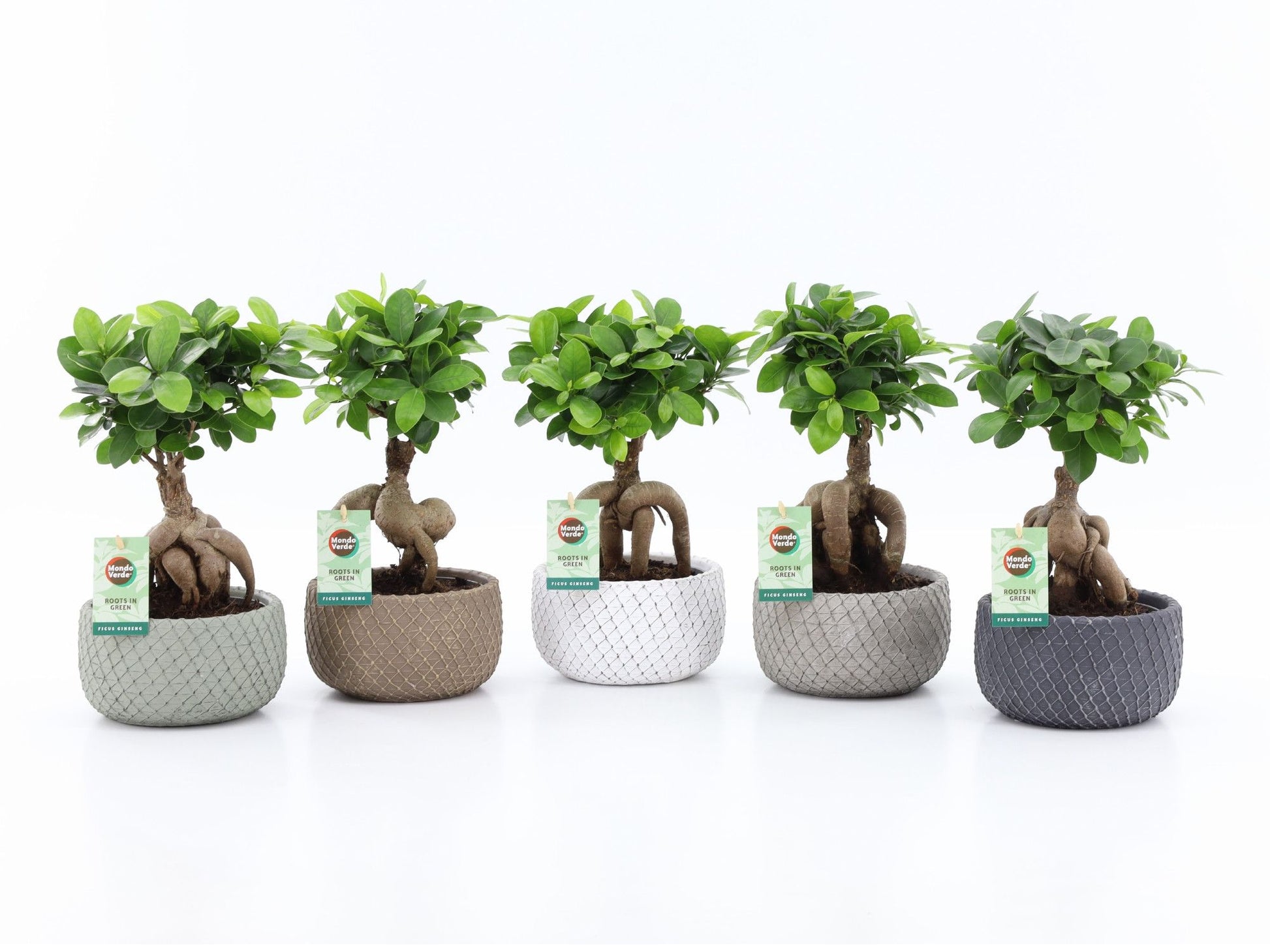 Ficus Ginseng 30cm 16cm Pot