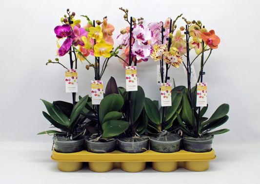 Phalaenopsis mix 50cm 12cm Pot