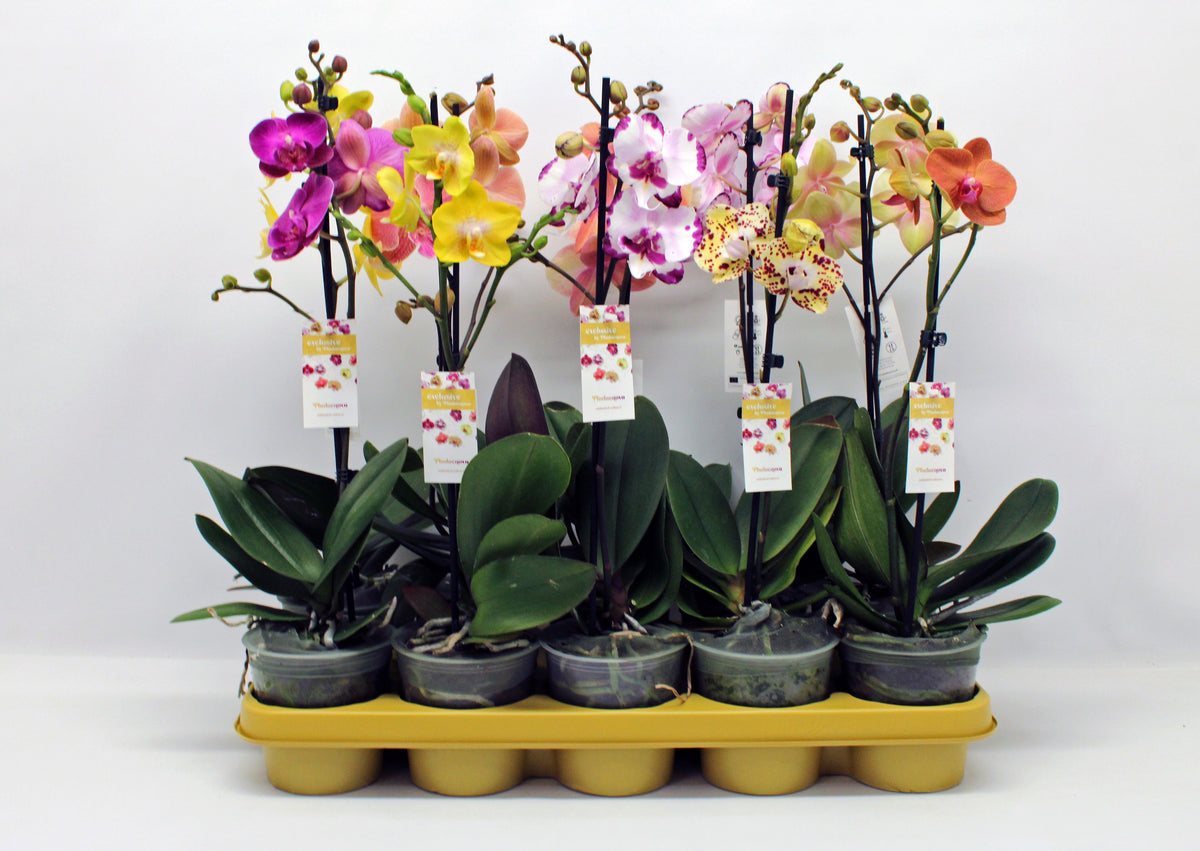 Phalaenopsis mix 50cm 12cm Pot