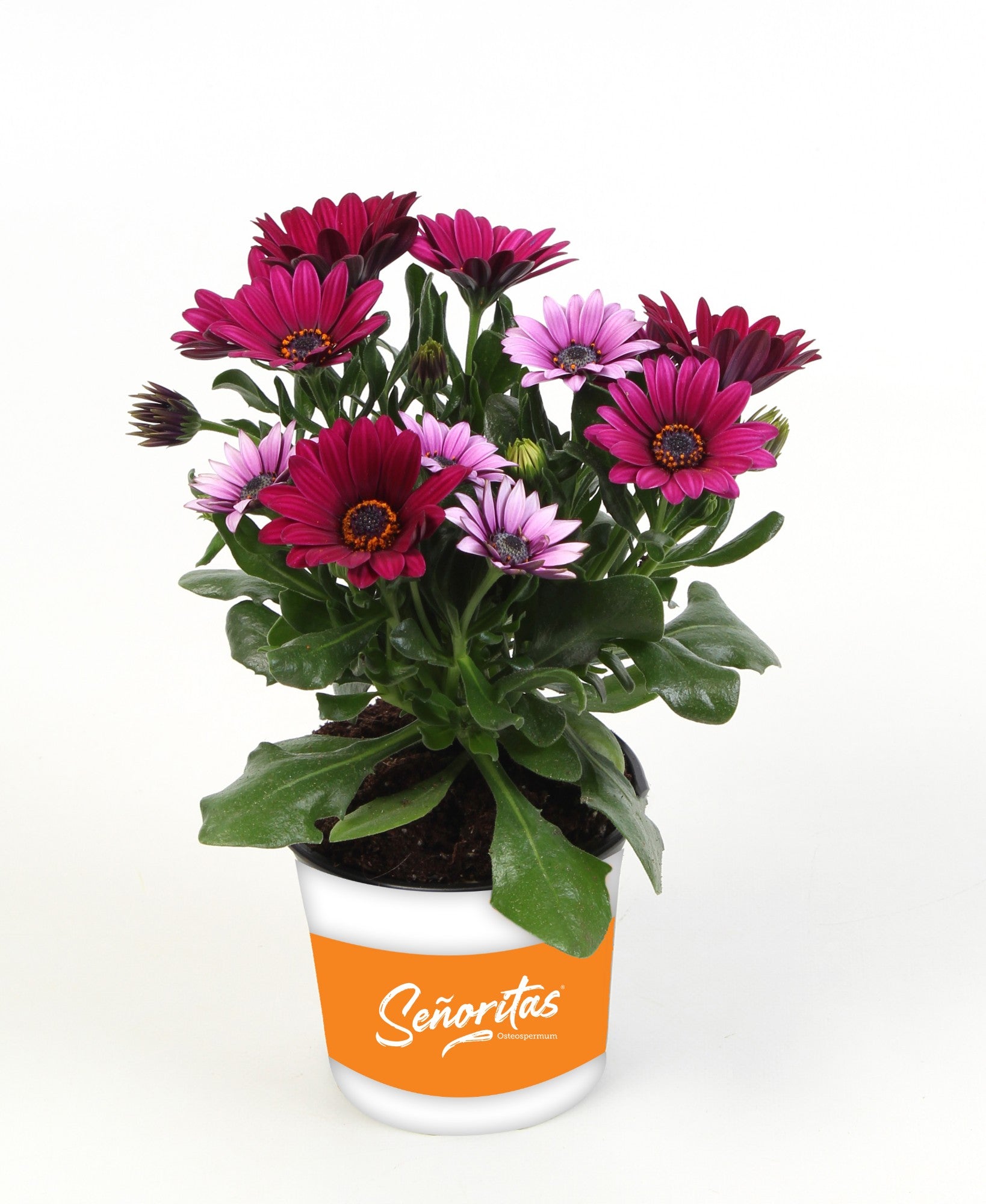 Osteospermum Senorita Tanja 20cm 510cm Pot