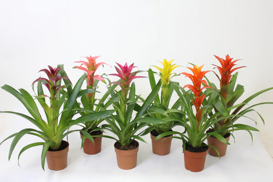 Randstad Bromelia's Guzmania mix Pack of 12