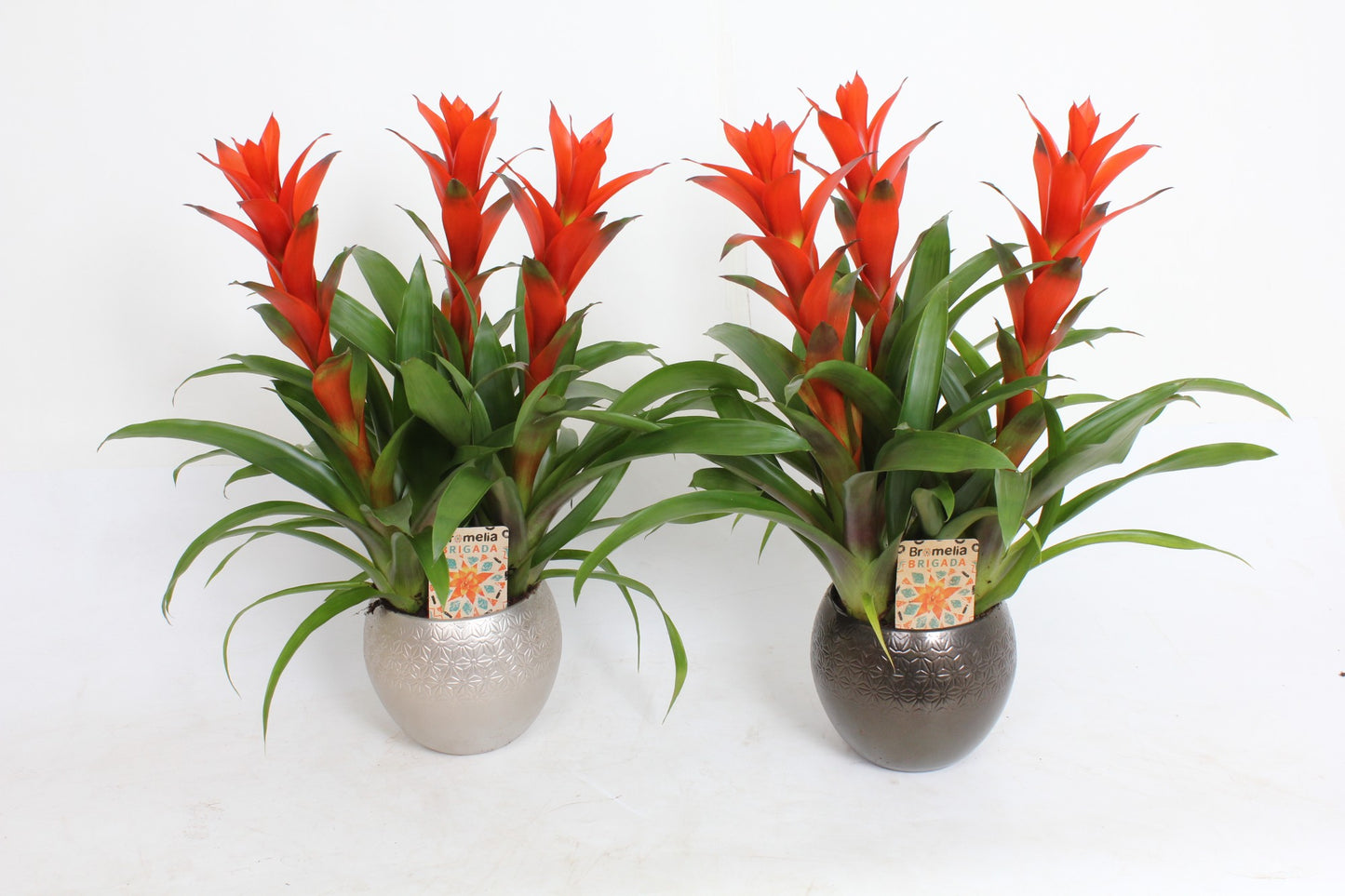 Guzmania Ostara 45cm 20cm Pot