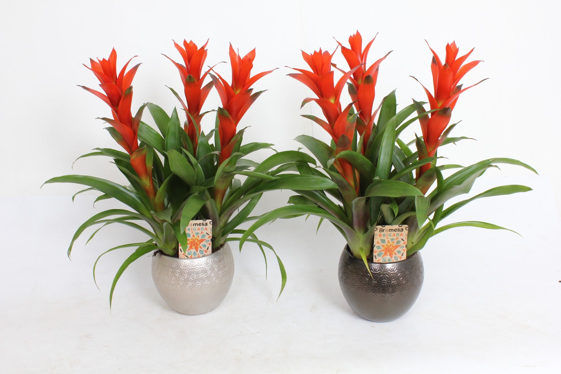 Guzmania Ostara 45cm 20cm Pot