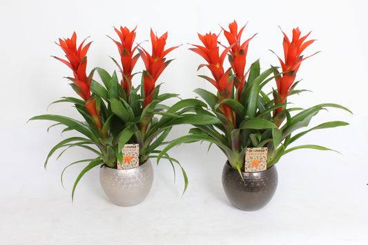 Guzmania Ostara 45cm 20cm Pot