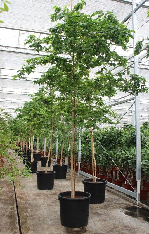 Fachjan BV Bulnesia arborea Pack of 1