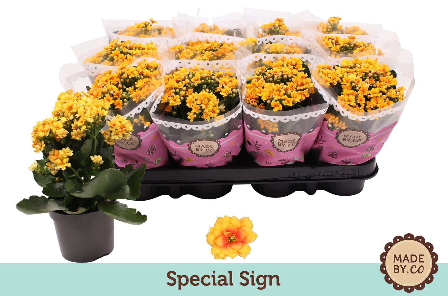 Kalanchoe Special Sign 19cm 9cm Pot