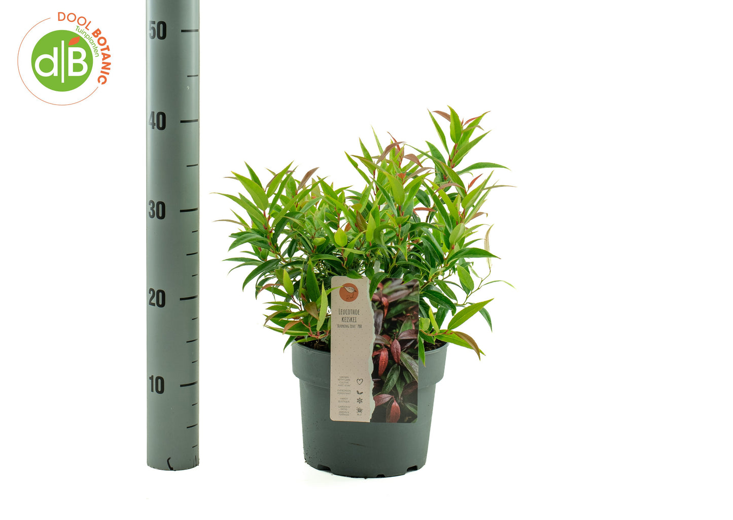 Dool Botanic Leucothoe keiskei Burning Love Pack of 1