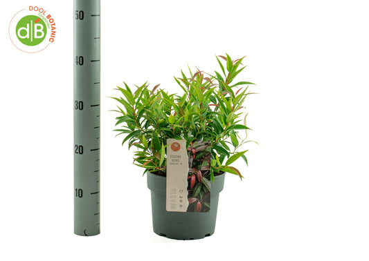 Dool Botanic Leucothoe keiskei Burning Love Pack of 1