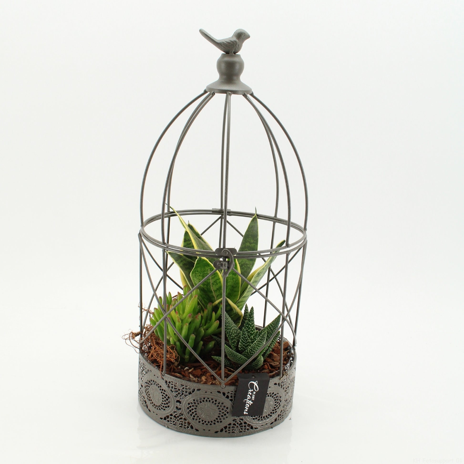 Indoor flowering arrangement 46cm 21cm Pot