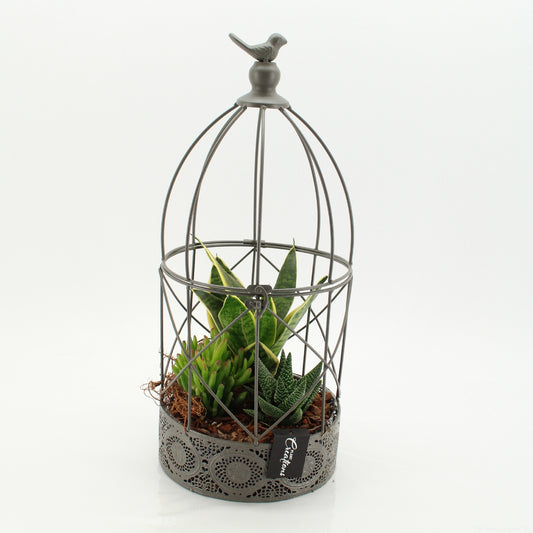 Indoor flowering arrangement 46cm 21cm Pot