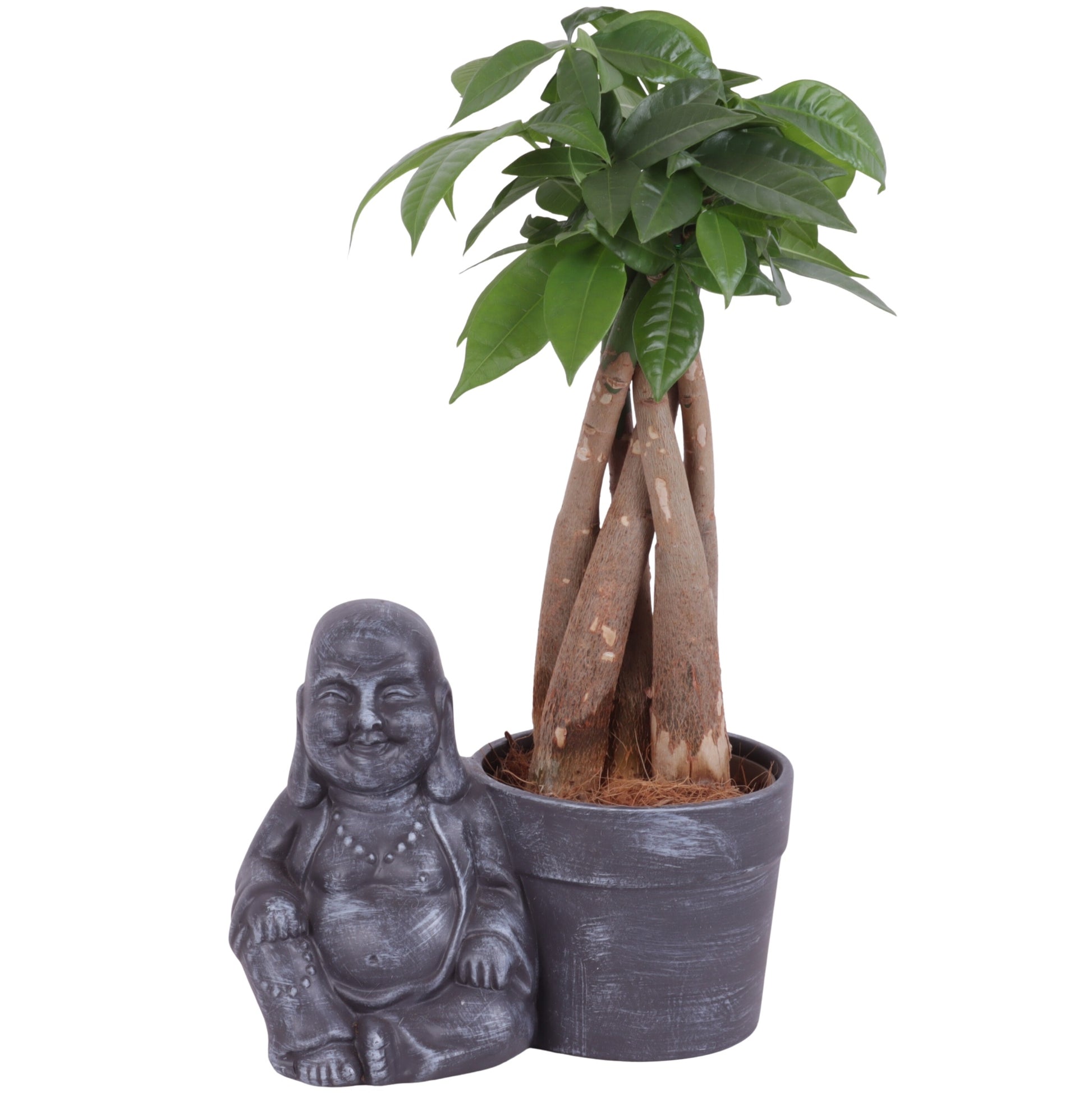 Pachira aquatica 30cm 19cm Pot