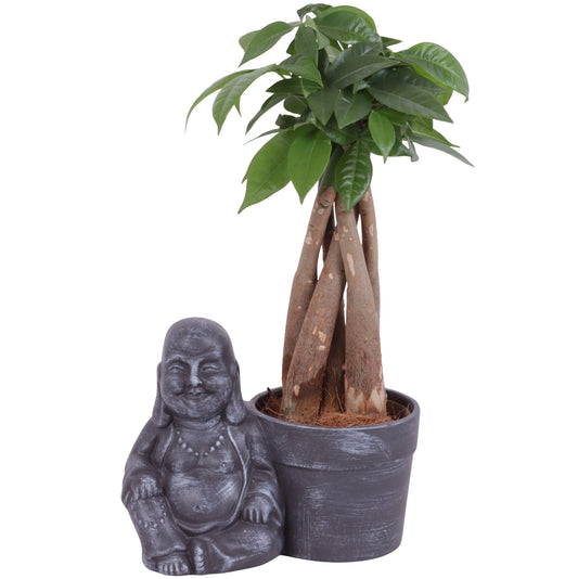 Pachira aquatica 30cm 19cm Pot