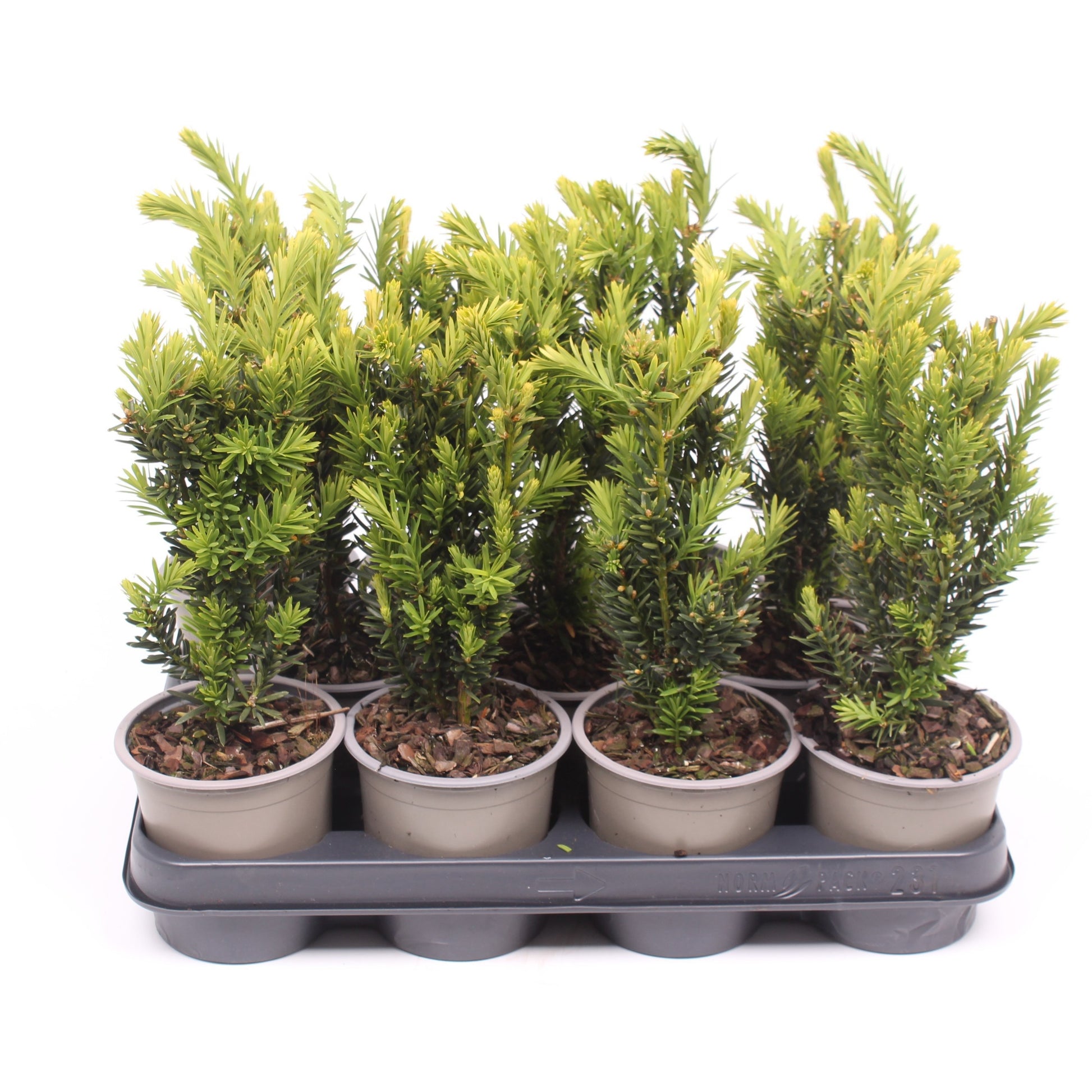 Taxus media Hillii 30cm 11cm Pot