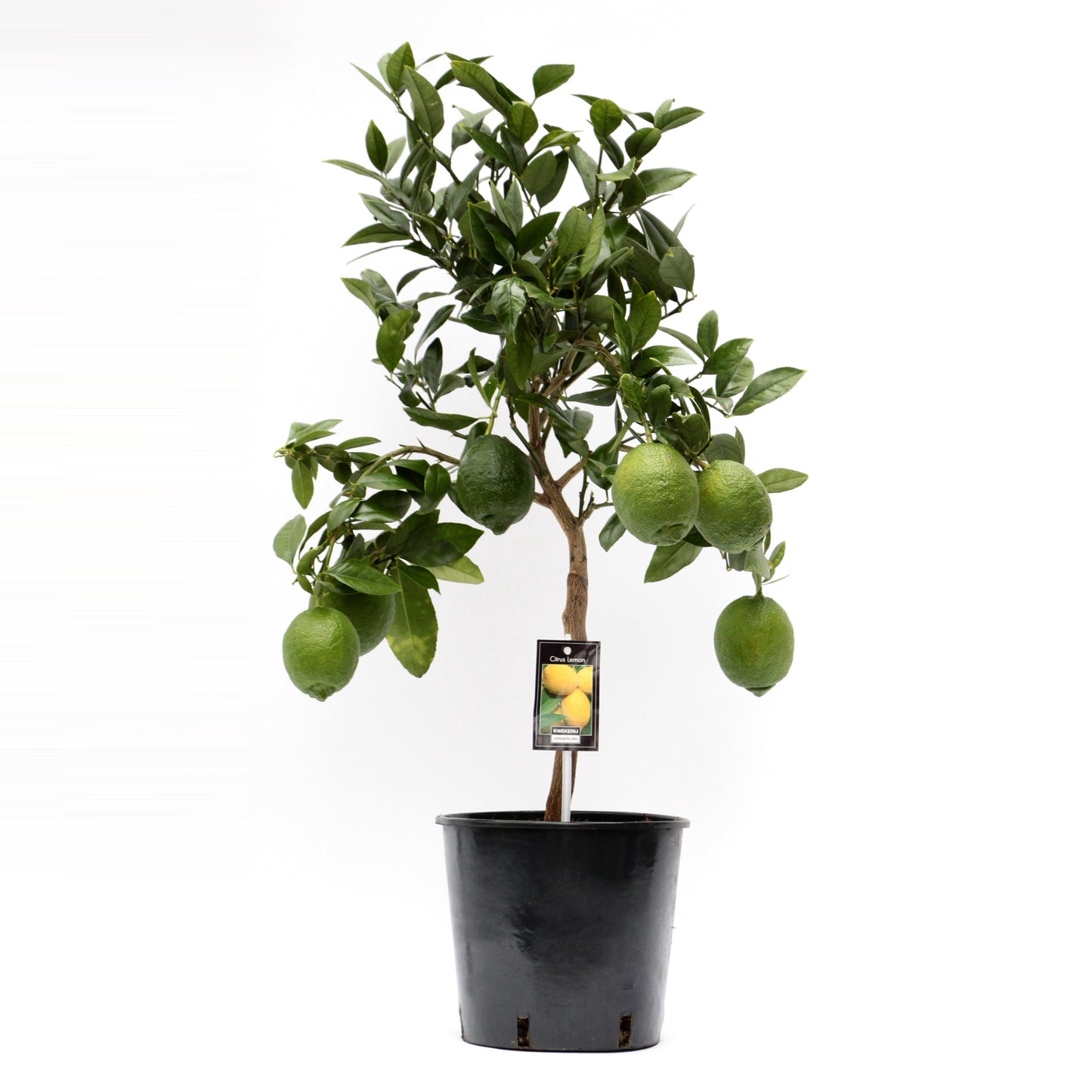 Citrus Lemon 80cm 22cm Pot