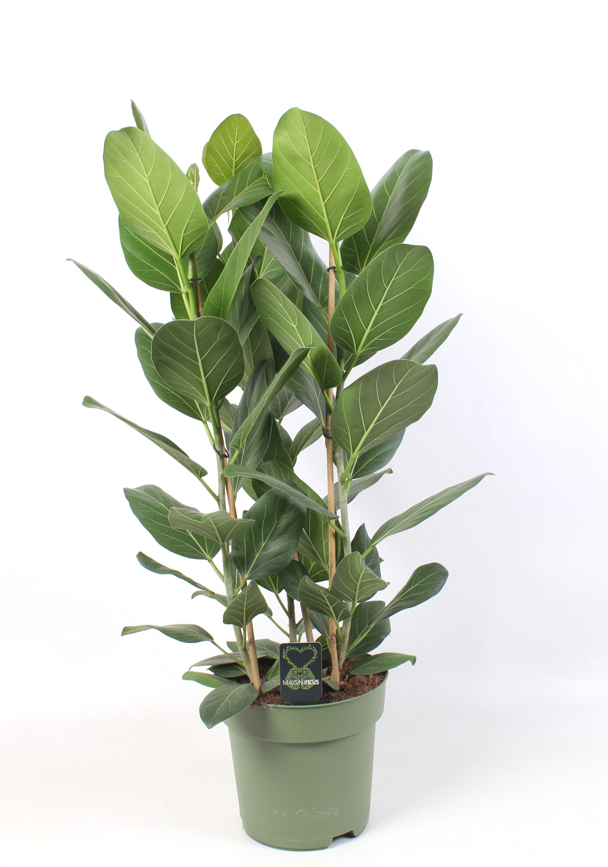 ficus-bengh-audrey-100cm-27cm-pot