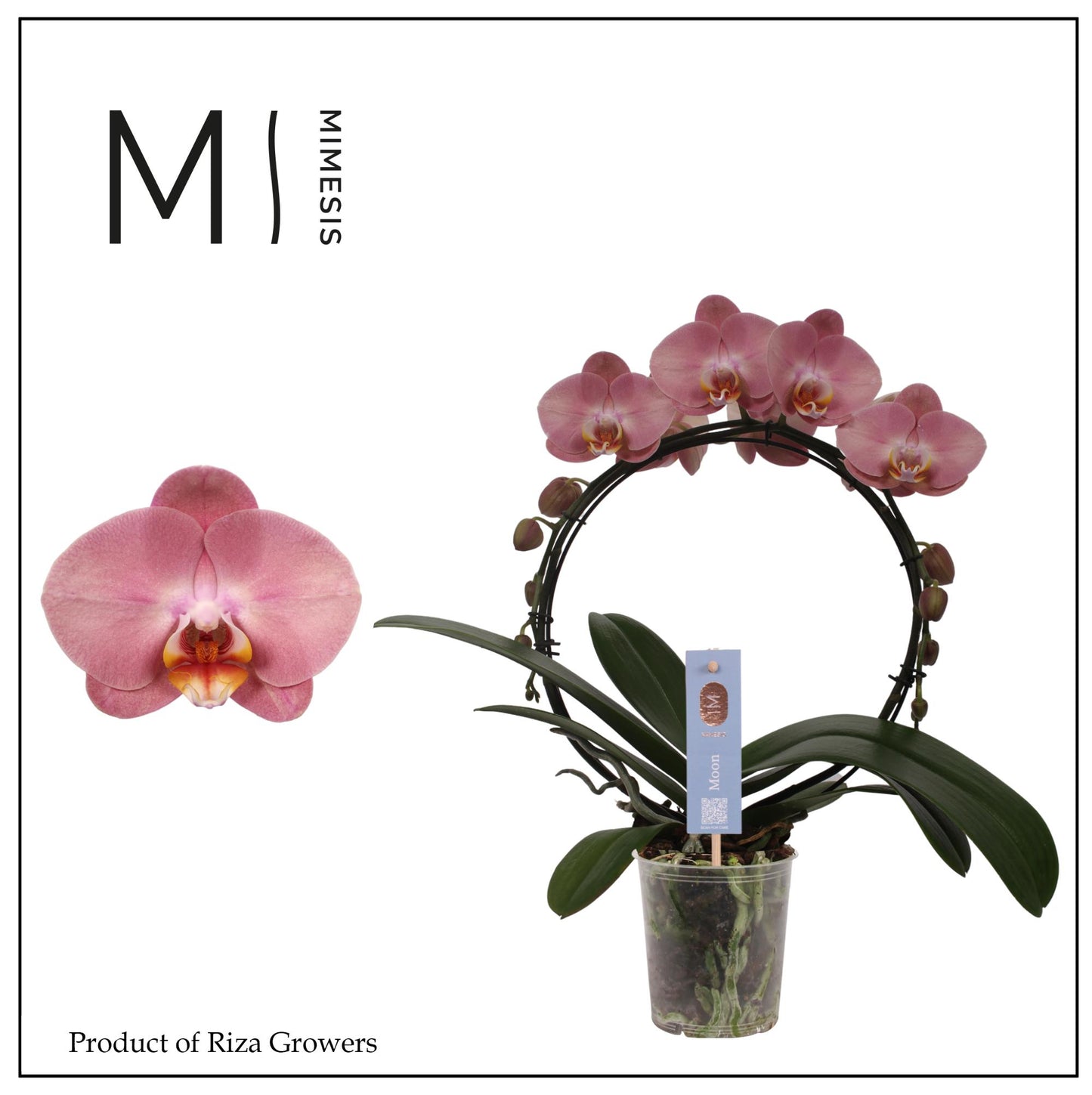 Phalaenopsis pink hoop 45cm 12cm Pot