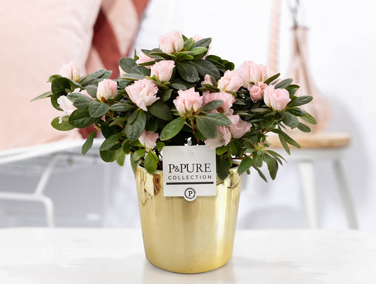 Rhododendron Terra Nova 25cm 12cm Pot