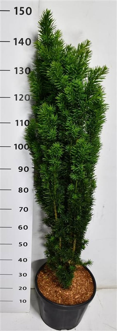 Taxus Fastigiata Robusta 140cm 32cm Pot