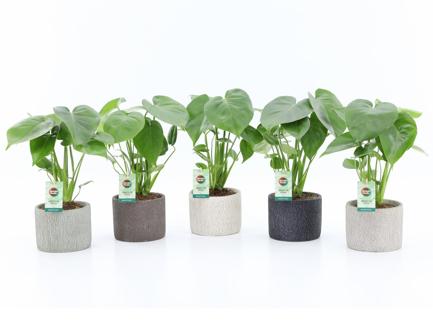 Mondo Verde (Bakker) Monstera deliciosa Pack of 5