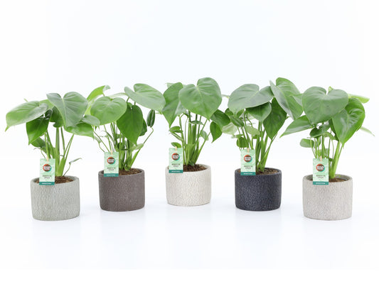 Mondo Verde (Bakker) Monstera deliciosa Pack of 5