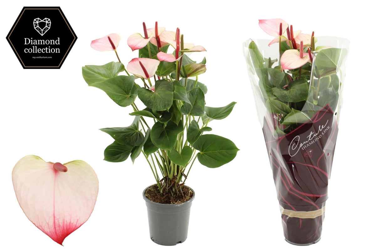 Anthurium Princess Amalia Elegance 57cm 17cm Pot