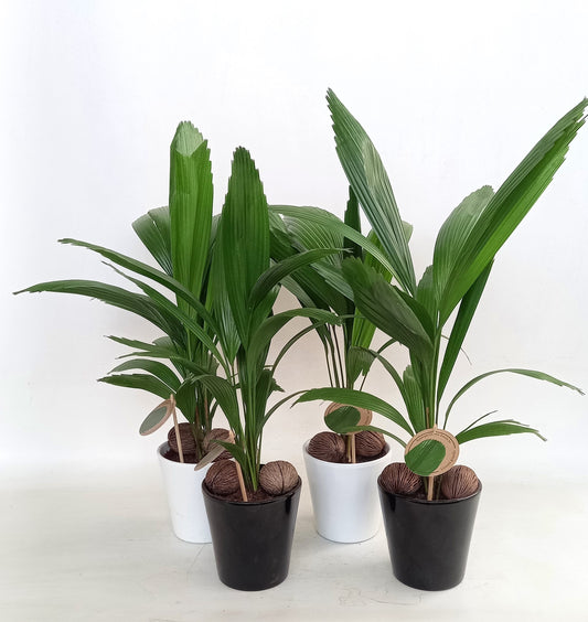 Licuala grandis 48cm 15cm Pot