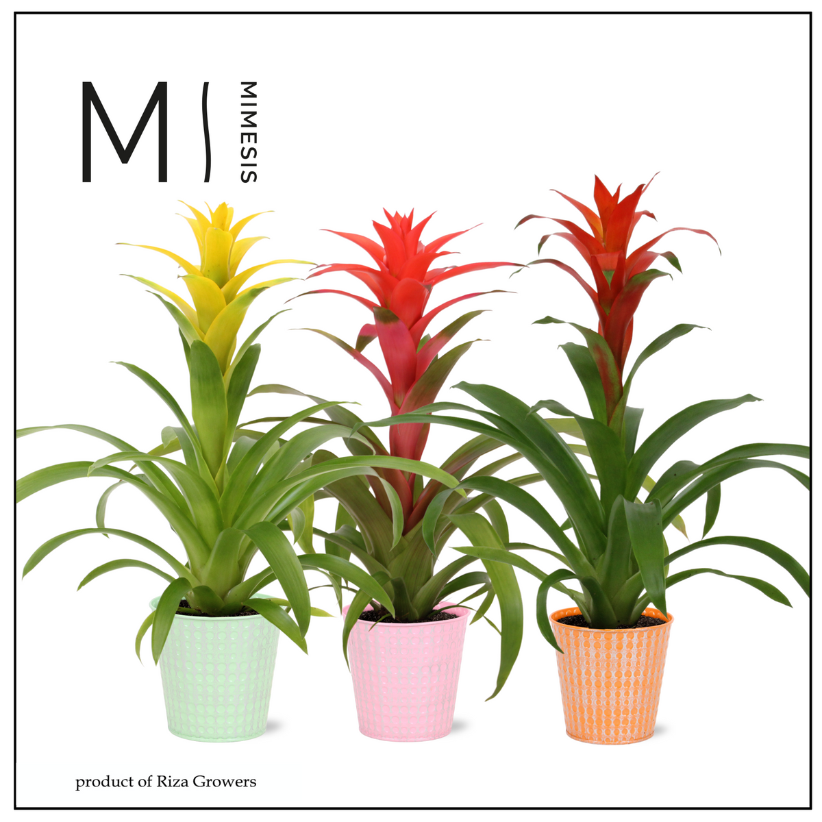 Guzmania mix 45cm 12cm Pot