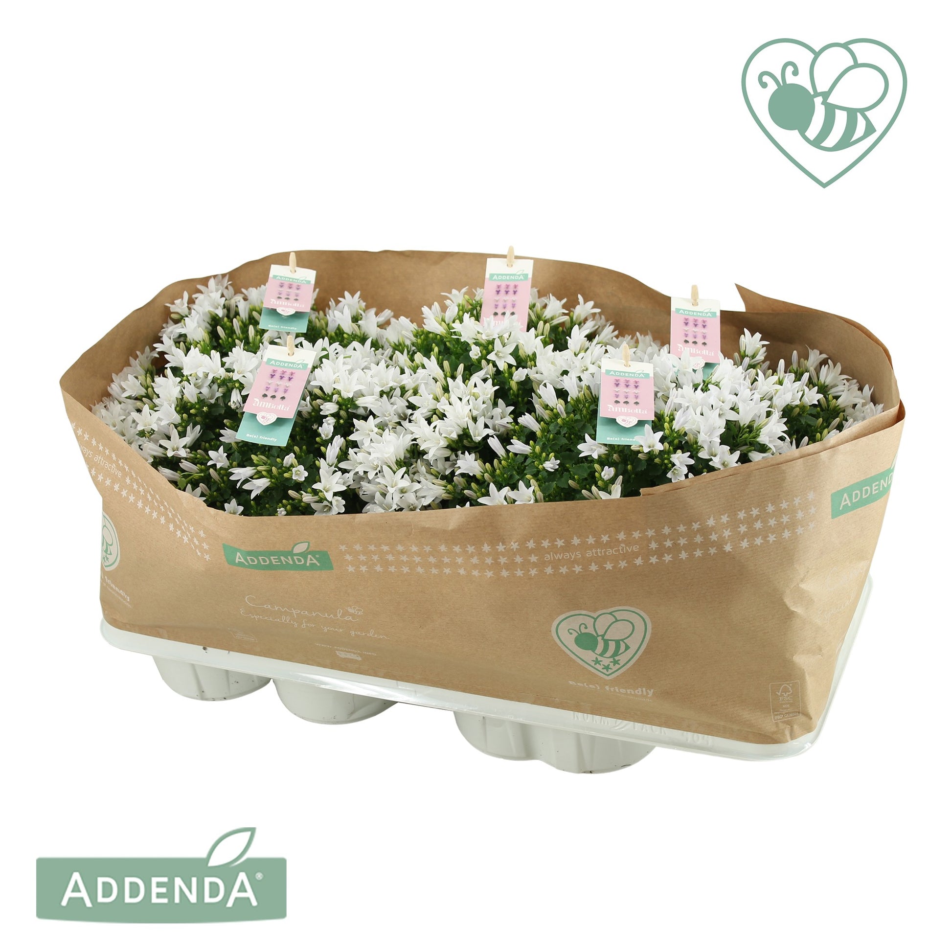 Campanula Ambella white 30cm 15cm Pot