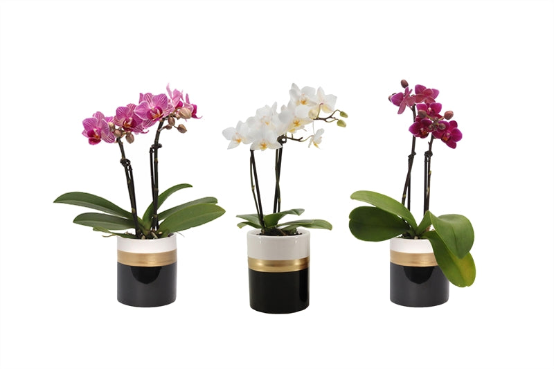 Logico Phalaenopsis arrangement Pack of 12