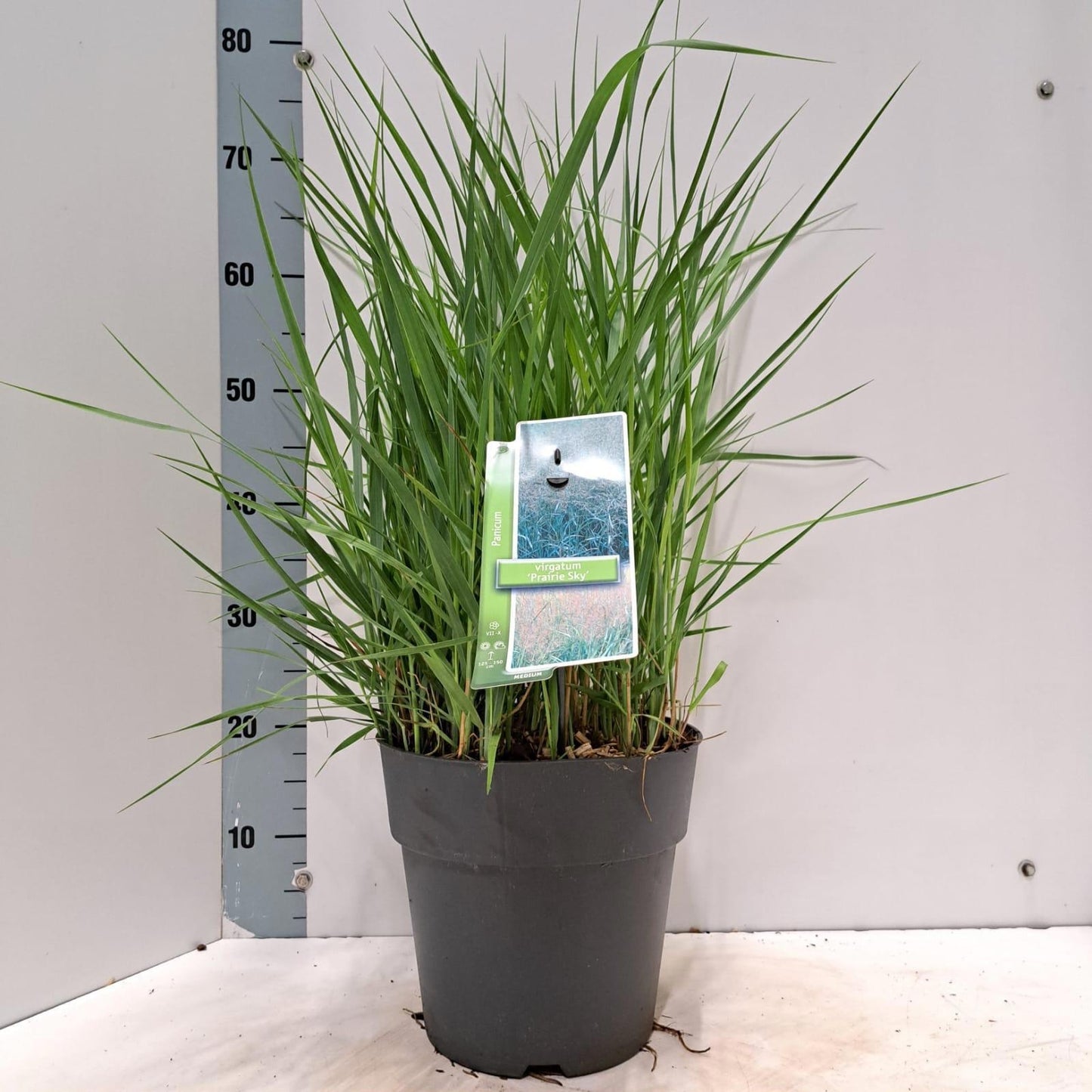 Panicum virgatum 75cm 23cm Pot