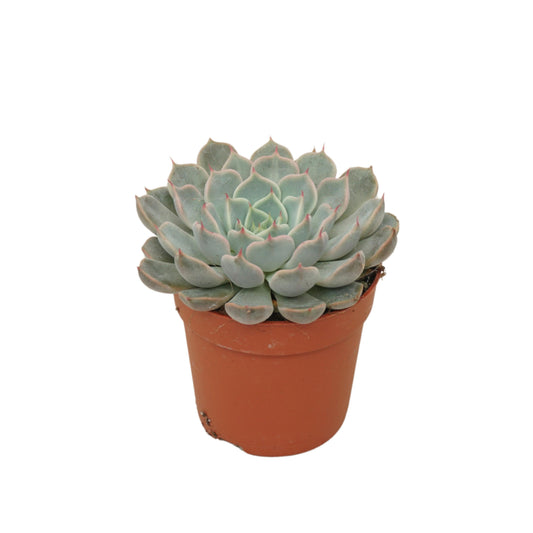 Echeveria cuspidata 10cm 7cm Pot