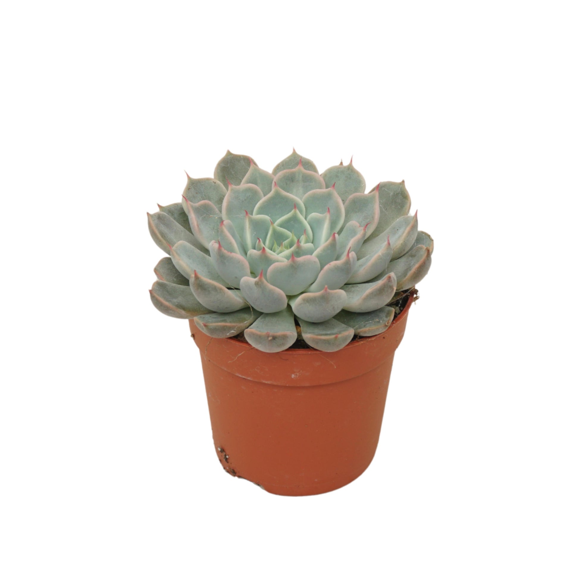Echeveria cuspidata 10cm 7cm Pot