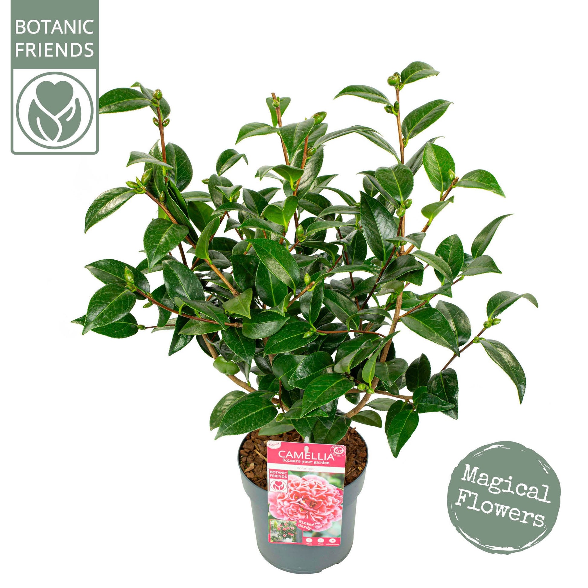 Camellia japonica 75cm 19cm Pot