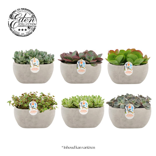 Succulent mix 20cm 25cm Pot