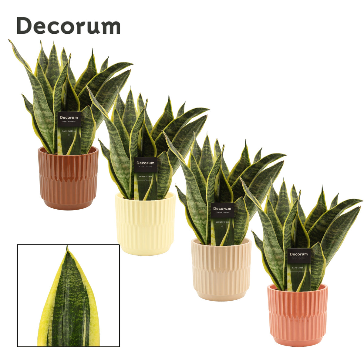 Sansevieria Futura Superba 35cm 12cm Pot