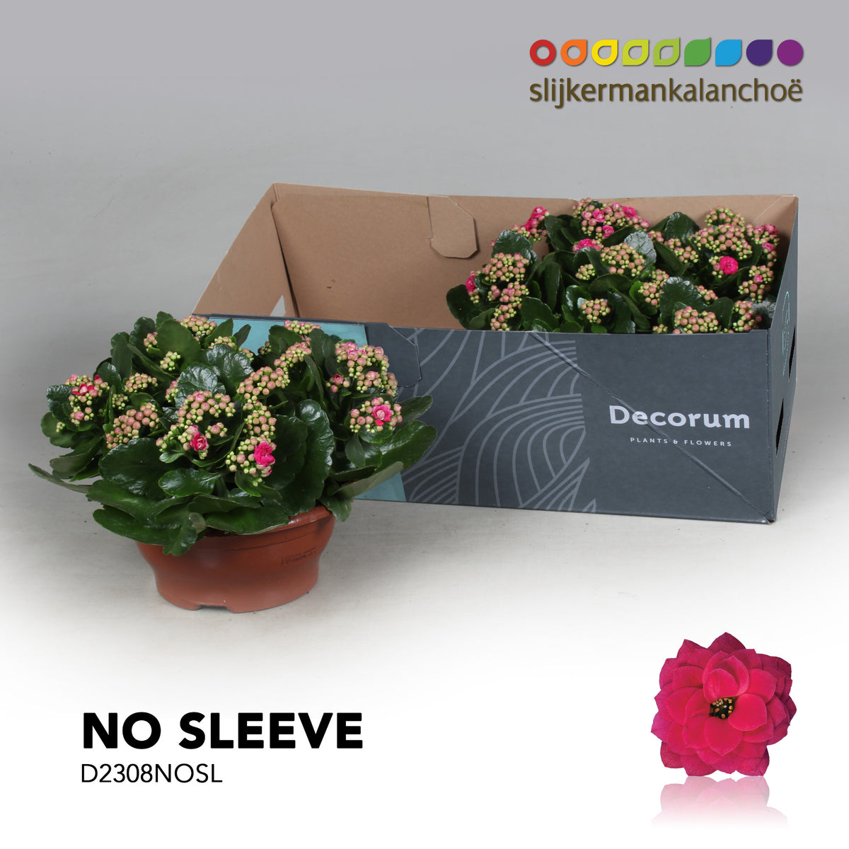 SlijkermanKalanchoe Kalanchoe Shadow Purple Pack of 2
