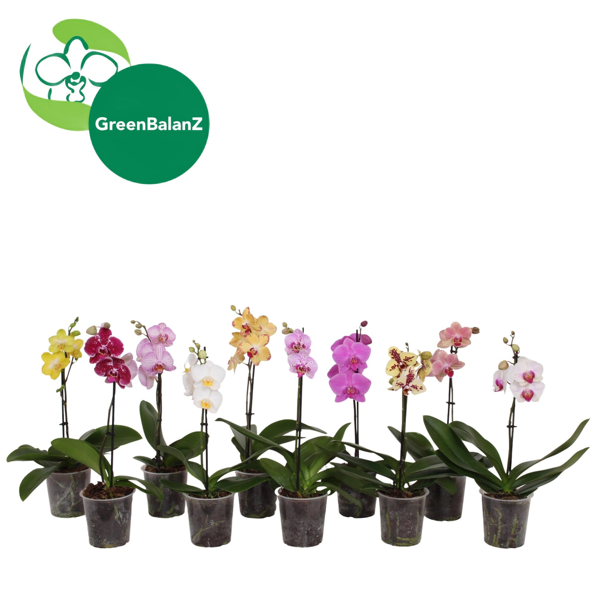 Phalaenopsis mix 40cm 12cm Pot