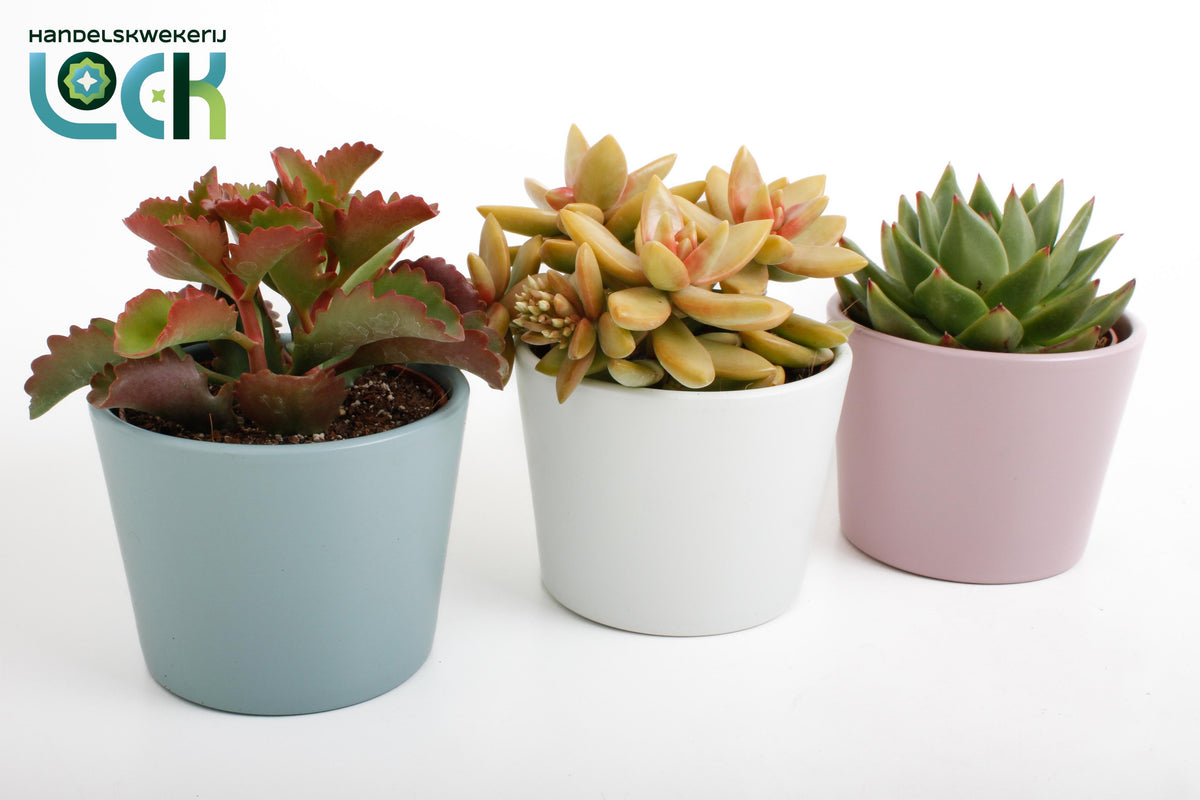 Succulent mix 15cm 10.5cm Pot